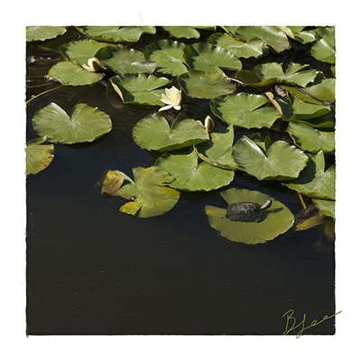 Lily Pads digital oil painting